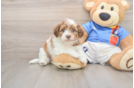 Funny Havapoo Poodle Mix Pup