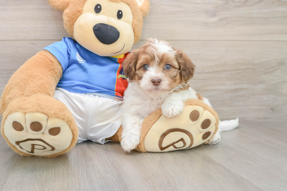 Havapoo Pup Being Cute
