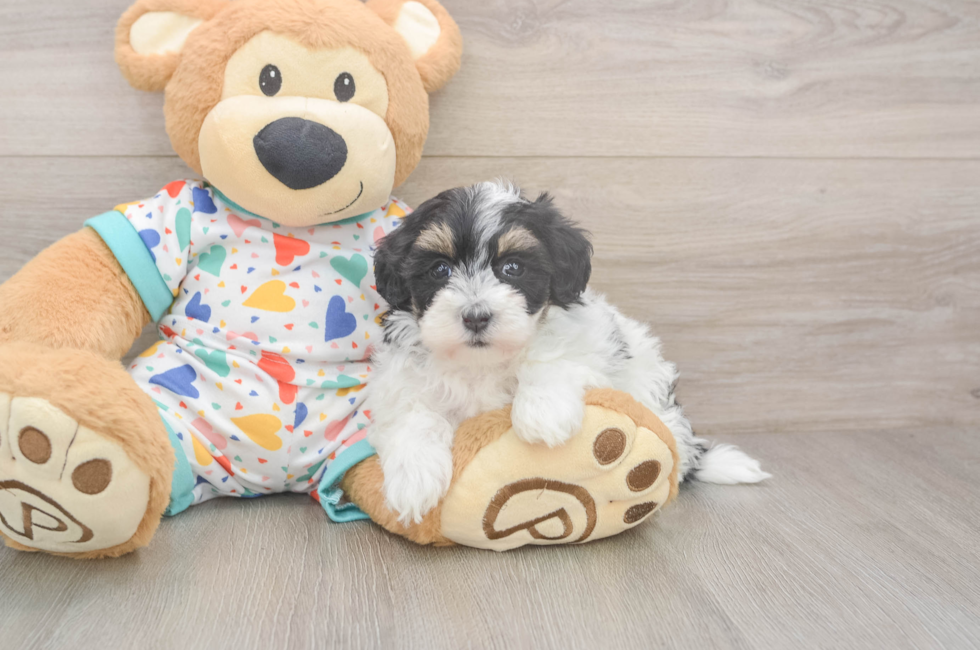5 week old Havapoo Puppy For Sale - Florida Fur Babies