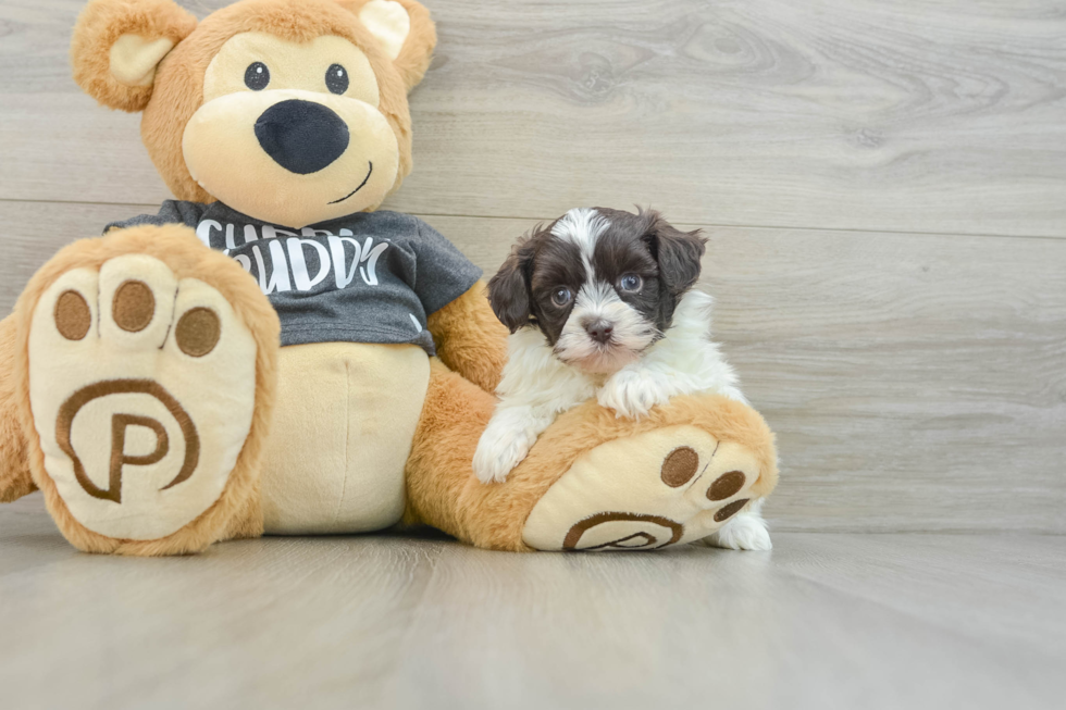 Fluffy Havapoo Poodle Mix Pup