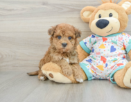 8 week old Havapoo Puppy For Sale - Florida Fur Babies