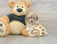 6 week old Havapoo Puppy For Sale - Florida Fur Babies
