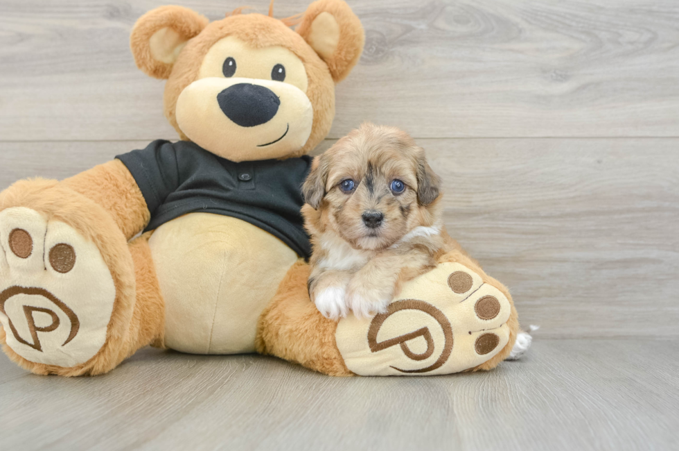 5 week old Havapoo Puppy For Sale - Florida Fur Babies