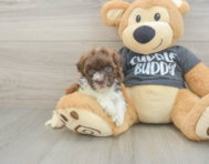7 week old Havapoo Puppy For Sale - Florida Fur Babies