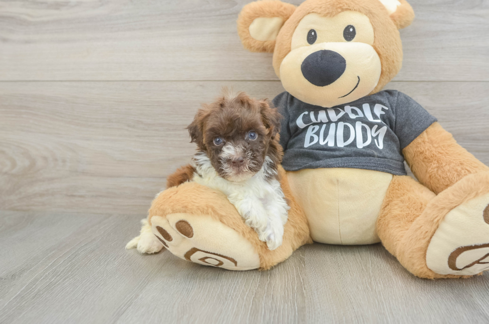 5 week old Havapoo Puppy For Sale - Florida Fur Babies