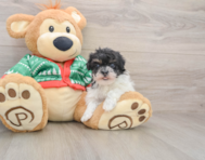 6 week old Havapoo Puppy For Sale - Florida Fur Babies