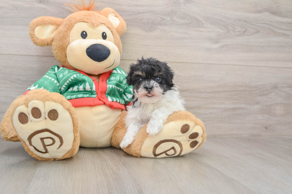 5 week old Havapoo Puppy For Sale - Florida Fur Babies