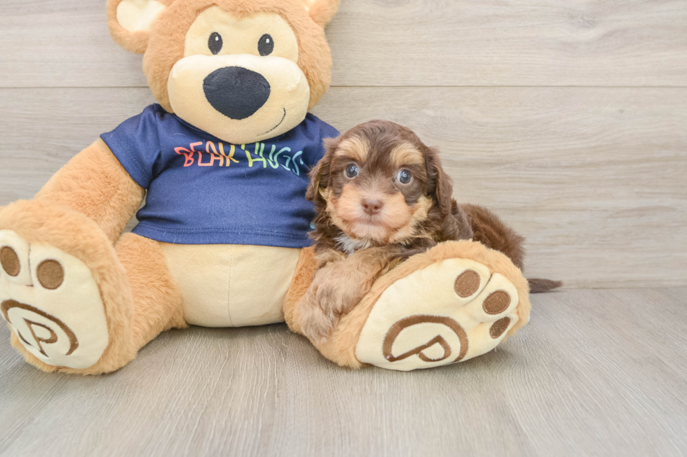 Little Havadoodle Poodle Mix Puppy