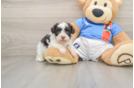 Small Havapoo Baby