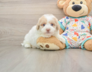 5 week old Havapoo Puppy For Sale - Florida Fur Babies