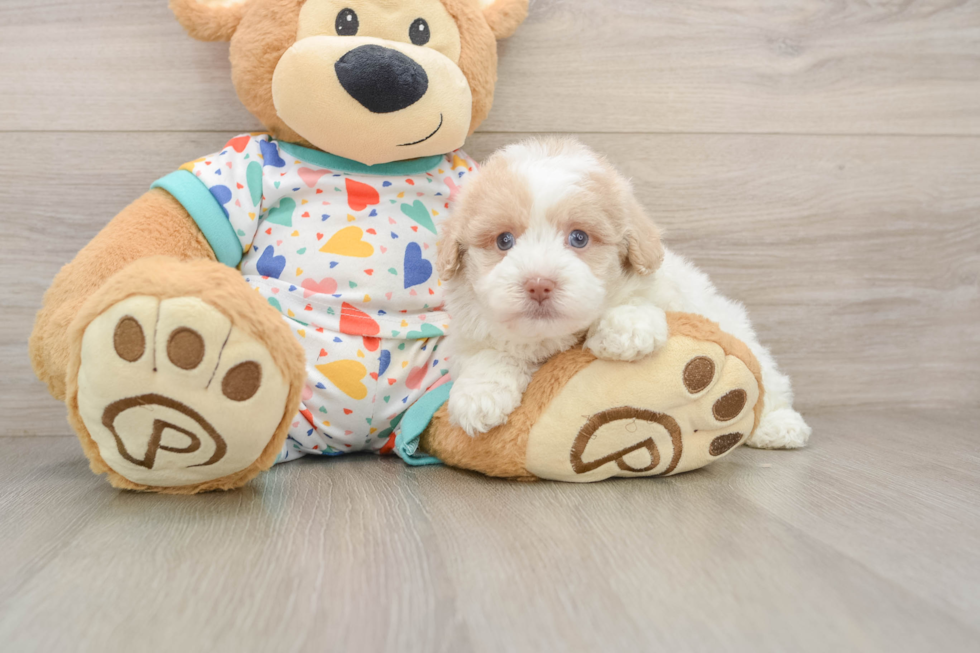 Best Havapoo Baby