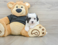 6 week old Havapoo Puppy For Sale - Florida Fur Babies