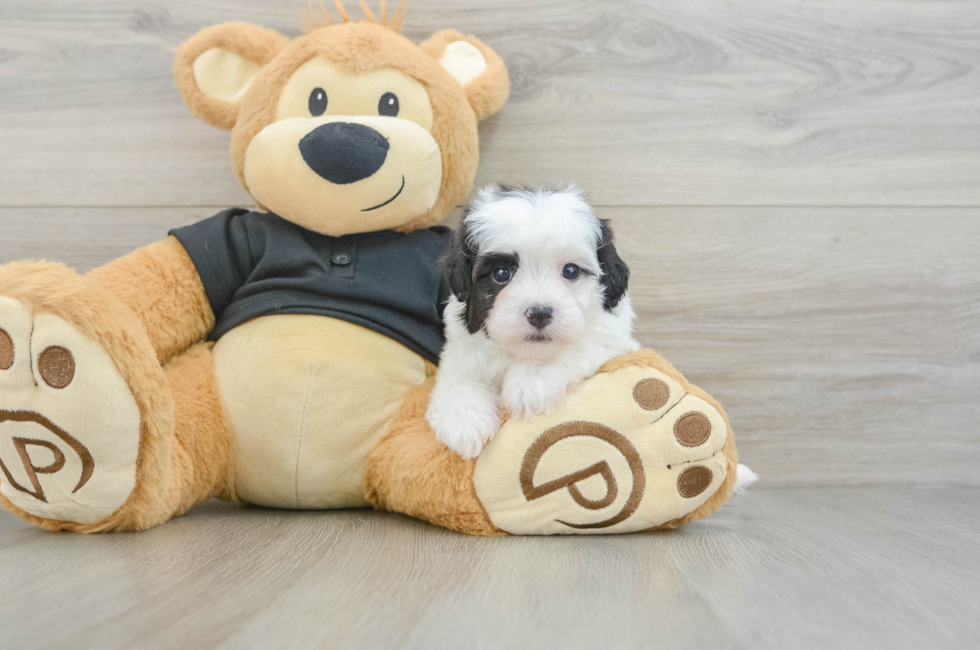 5 week old Havapoo Puppy For Sale - Florida Fur Babies
