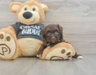 8 week old Havapoo Puppy For Sale - Florida Fur Babies