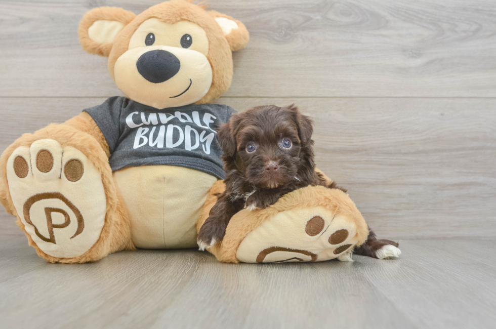 5 week old Havapoo Puppy For Sale - Florida Fur Babies