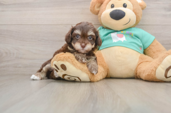 Petite Havapoo Poodle Mix Pup