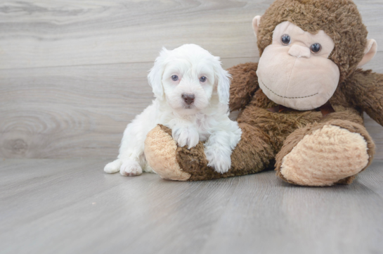 29 week old Havapoo Puppy For Sale - Florida Fur Babies