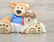 7 week old Havapoo Puppy For Sale - Florida Fur Babies
