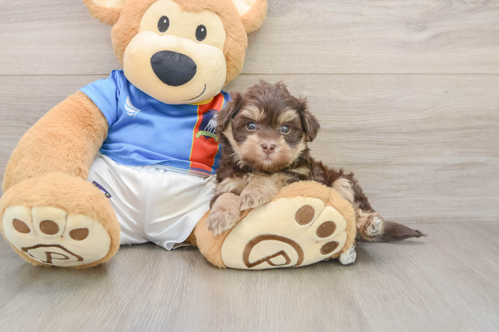 Havapoo Pup Being Cute