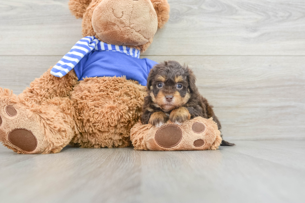 Little Havanese Poodle Mix Puppy