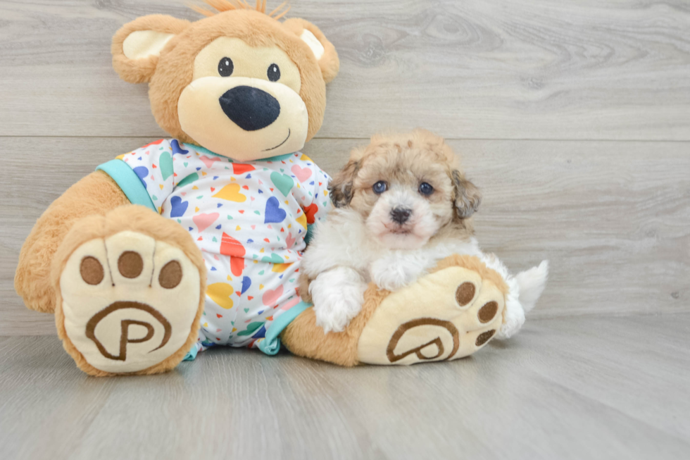 Playful Havadoodle Poodle Mix Puppy