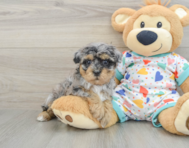 8 week old Havapoo Puppy For Sale - Florida Fur Babies