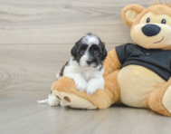 6 week old Havapoo Puppy For Sale - Florida Fur Babies