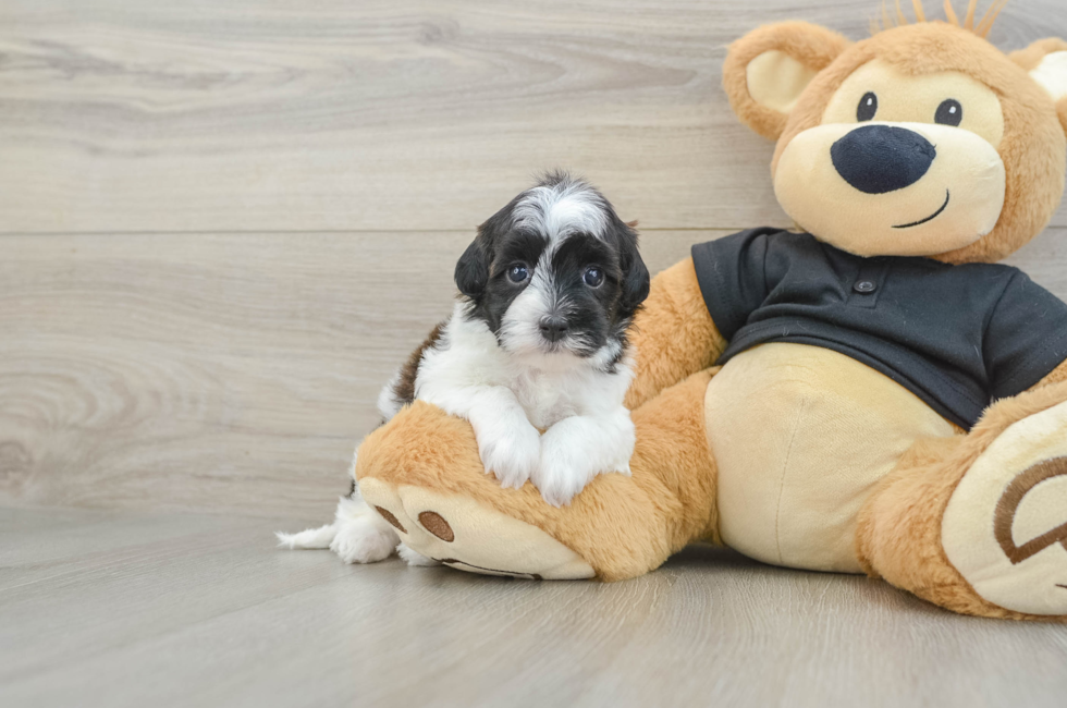 5 week old Havapoo Puppy For Sale - Florida Fur Babies