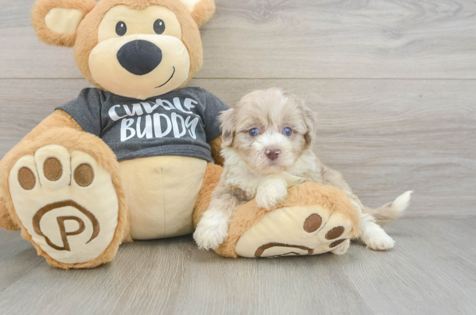 5 week old Havapoo Puppy For Sale - Florida Fur Babies