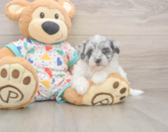7 week old Havapoo Puppy For Sale - Florida Fur Babies