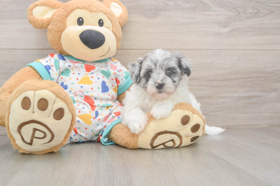 5 week old Havapoo Puppy For Sale - Florida Fur Babies