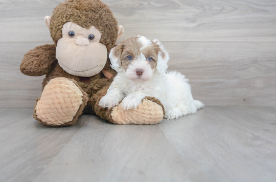 29 week old Havapoo Puppy For Sale - Florida Fur Babies