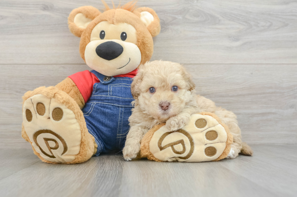 5 week old Havapoo Puppy For Sale - Florida Fur Babies