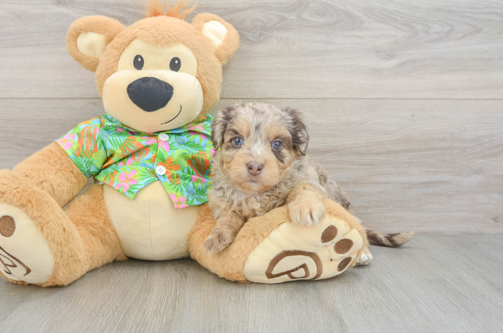 5 week old Havapoo Puppy For Sale - Florida Fur Babies