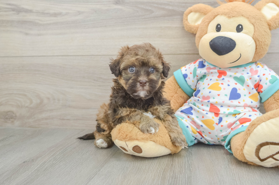 5 week old Havapoo Puppy For Sale - Florida Fur Babies