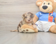 6 week old Havapoo Puppy For Sale - Florida Fur Babies