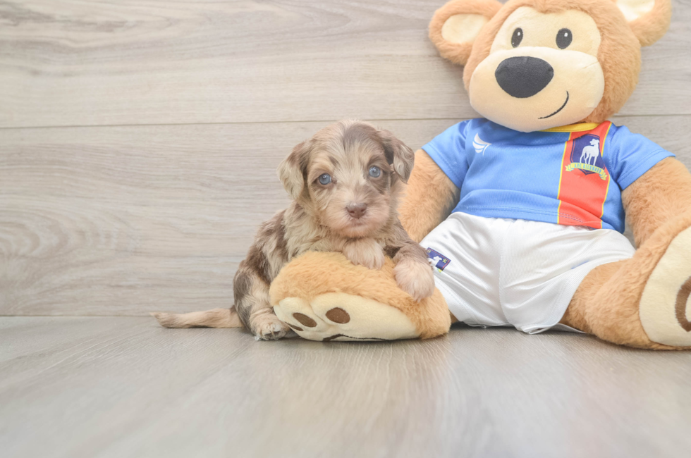 5 week old Havapoo Puppy For Sale - Florida Fur Babies