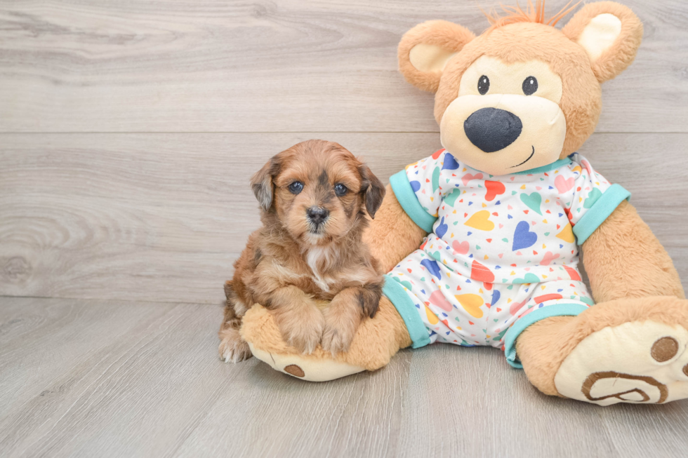 Havapoo Pup Being Cute