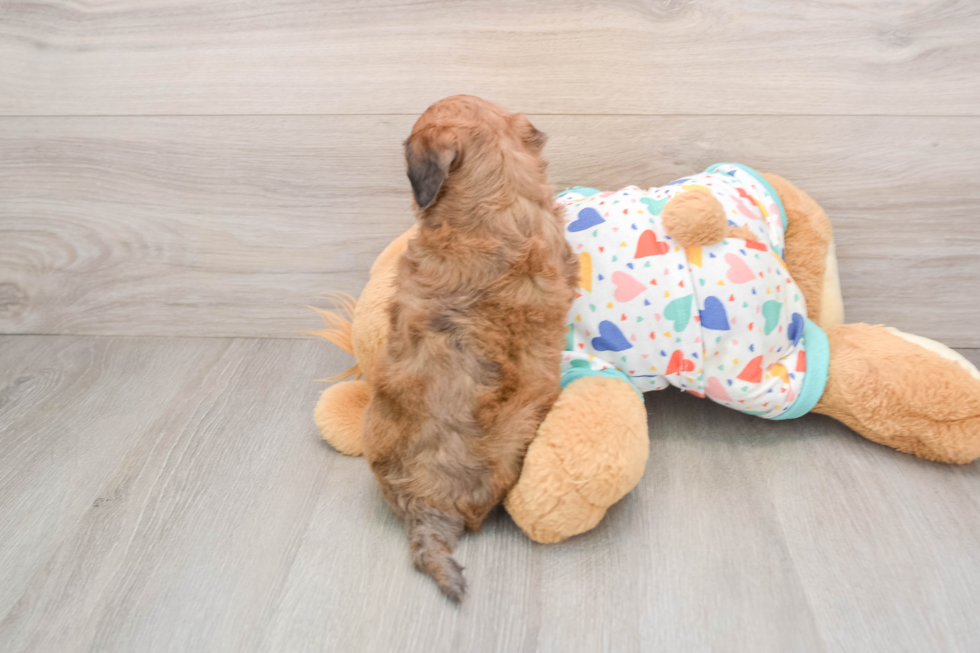 Havapoo Pup Being Cute