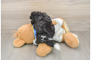 Havapoo Puppy for Adoption