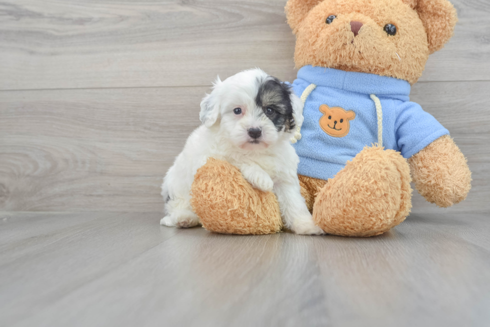 Smart Havapoo Poodle Mix Pup