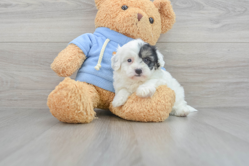 Fluffy Havapoo Poodle Mix Pup