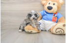 Popular Havapoo Poodle Mix Pup