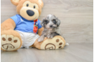Havapoo Pup Being Cute