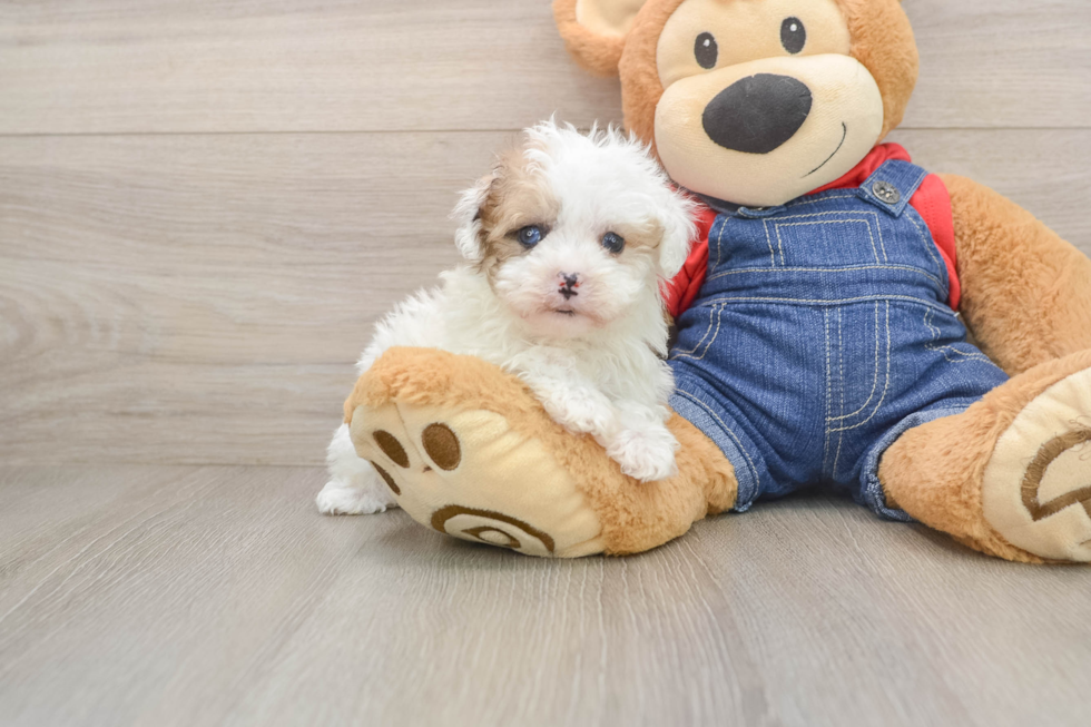 Havapoo Puppy for Adoption