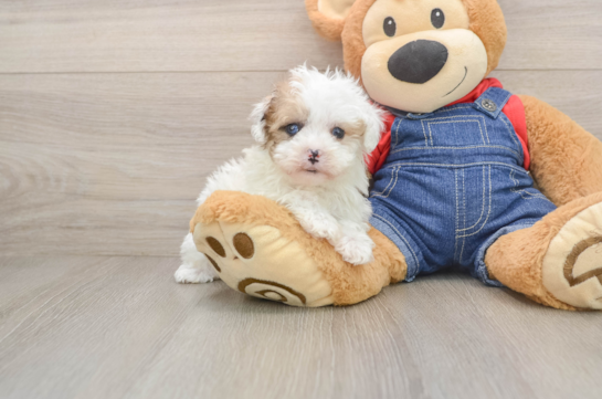 Havapoo Puppy for Adoption