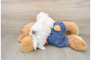 Havapoo Puppy for Adoption