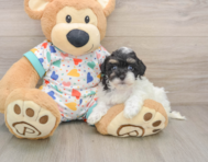 8 week old Havapoo Puppy For Sale - Florida Fur Babies