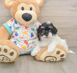 7 week old Havapoo Puppy For Sale - Florida Fur Babies