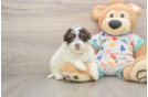 Energetic Havadoodle Poodle Mix Puppy